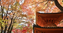 Japanischer Tempel mit buntem Herbstlaub
