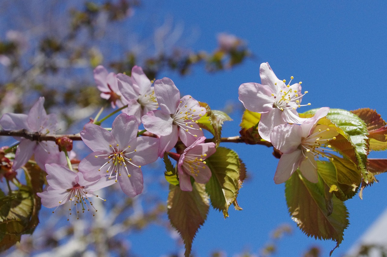 Kirschblüten in Hokkaido im Frühling
